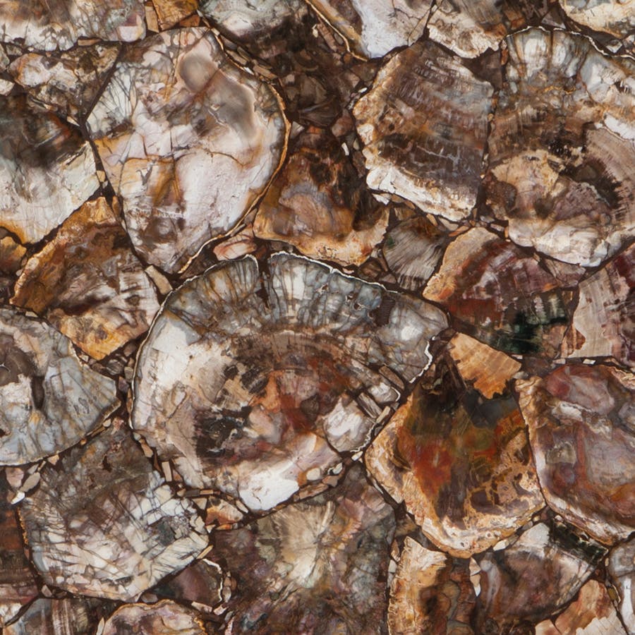 Petrified wood